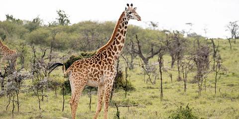 4-Day Best of Ruma and Masai Mara from Kisumu Airport