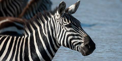 8-Day Adventurous Group Joining Budget Safari