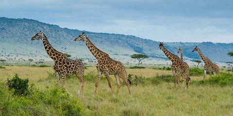 Budget Sankale Camp Masai Mara Private Tour