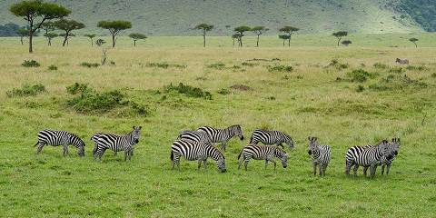 4-Day Naivasha & Masai Mara Wonders