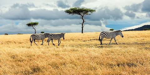 Untamed Kenyan Wilderness Safari