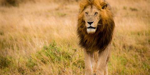 9-Day Kenya Classic Wildlife Safari