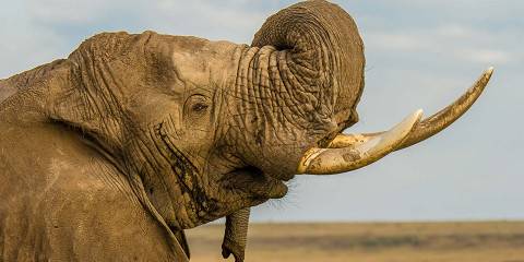 4-Day Lake Naivasha , Maasai Mara Midrange Safari