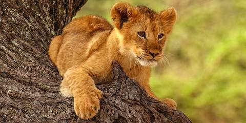 7-Day Amboseli NP, Lake Nakuru and Masai Mara 2026