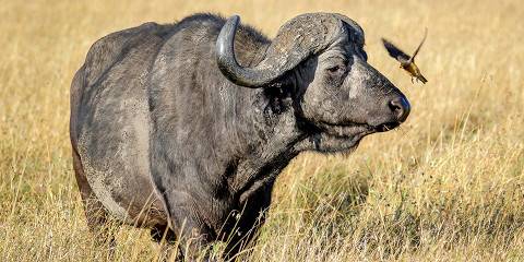4-Day Mara Only Group Joining