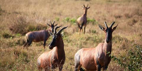 8-Day Samburu, Sweetwaters, L Nakuru and Masai Mara Trip
