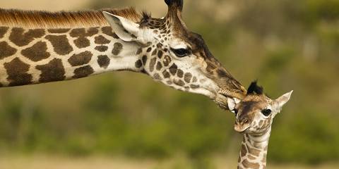 9-Day Discover Kenya's Magic, Wildlife and Wonders