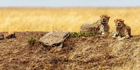 6-Day Luxury Serena Hotels Kenyan Safari