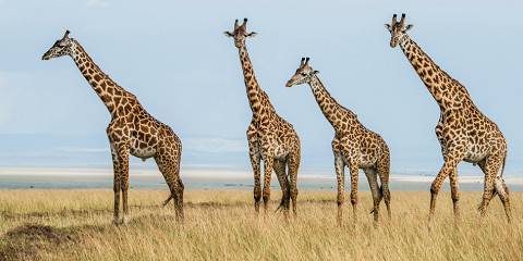 4-Day Highlights of Kenya