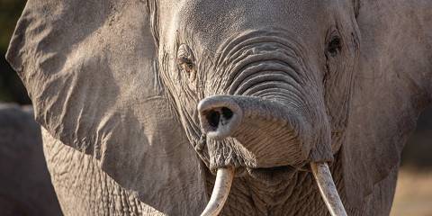 6-Day Amboseli, Naivasha, Nakuru & Masai Mara-Mid Range