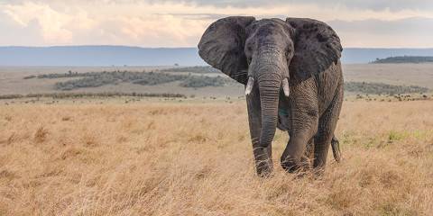 Maasai Mara , Serengeti & Ngorongoro Crater