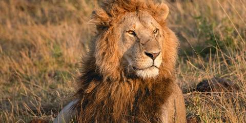 3-Day Budget Maasai Mara Wildlife Safari