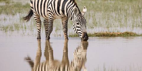 6-Day Maasai Mara, Amboseli , Tsavo East to Mombasa
