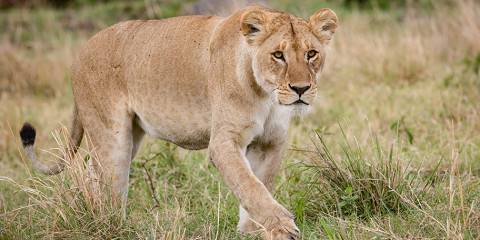 3-Day Masai Mara Budget Private Tour