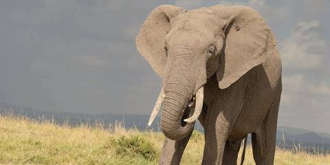 8-Day Mara-Nakuru-Naivasha-Amboseli Budget Safari on 4x4