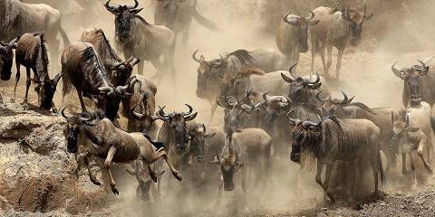 5-Day Greatest Show on Earth - Great Migration Safari