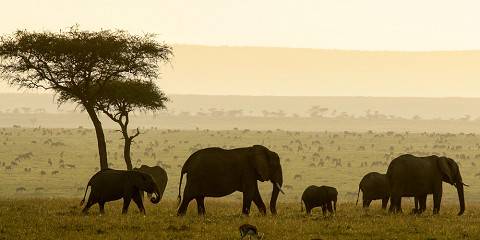 Luxury Wildlife Adventure