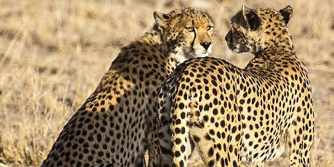 4-Day Nakuru and Mara Luxury Safari