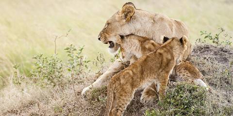 3-Day Masai Mara Midrange Private Inside the Park Safari