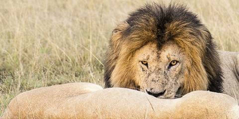 3-Day Super Adventure at Amboseli National Park