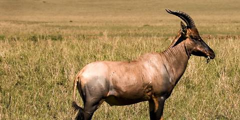 5-Day Two Unique Lakes and Authentic Masai Mara Luxury