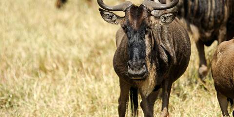 4-Day Maasai Mara & Lake Nakuru Wild Experience