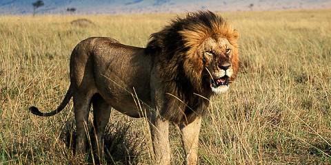 8-Day Masai Mara, Lake Naivasha, Amboseli, Tsavo Safari