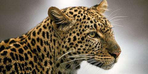 3-Day Tsavo East & Saltlick Wildlife Escape Adventure