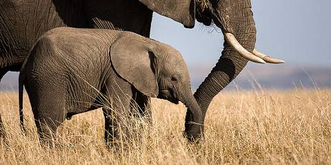 3-Day Fly in to Masai Mara National Reserve
