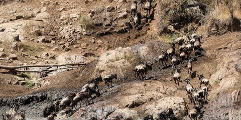 3-Day Masai Mara Wild Beest Migration Package
