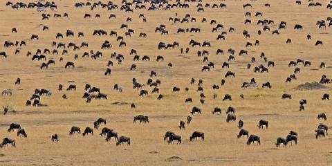 3-Day Masai Mara Migration 2026 Budget Safari Holiday