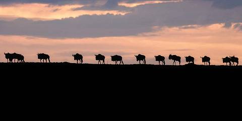 7-Day Best of Kenya & Tanzania Serena Lodge Luxury Tour
