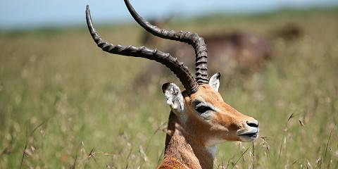 A Night in the Wild - Masai Mara