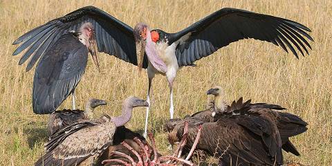 4x4 Jeep Kenya & Tanzania Group Shared Safari