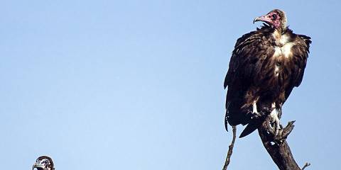 Mid-Range Big Five Special Tour