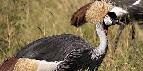 Escape to Mara Chui Resort Private Tour