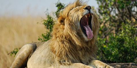 3-Day Magical Masai Mara Joining in a Safari Landcruiser