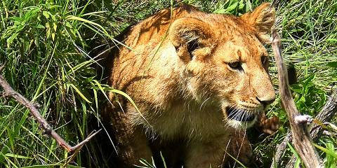 5-Day Private Family-Friendly Safari