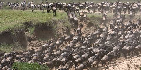 7-Day 6 Nights Kenyan Prime Safari Tour from Nairobi