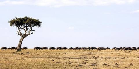 3-Day Exploring the Beauty of Maasai Mara in a 4x4 Jeep