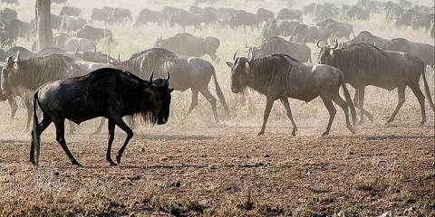 6-Day Wild Wonders of Kenya