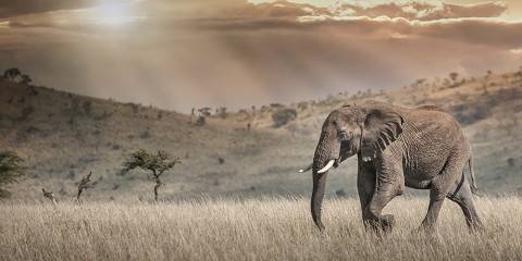3-Day Wild Elephants Mid-Range