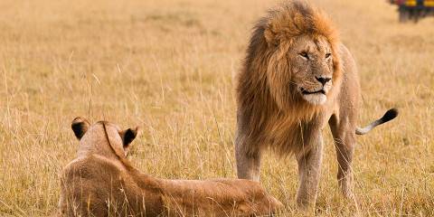 5-Day Best of Ol Pejeta, Lake Nakuru & Masai Mara Tour
