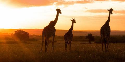 7-Day Maasai Mara Nakuru Naivasha and Amboseli Tour