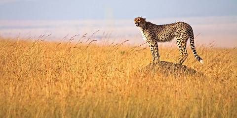 10-Day Bush and Beach Bliss Safari