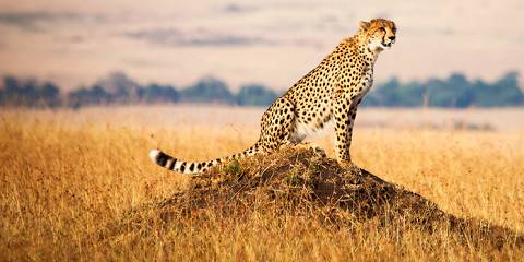 8-Day Unique Safari Experience