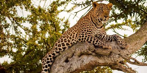4-Day Maasai Mara & Lake Nakuru Safari