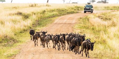 4-Day Masai Mara National Reserve Safari with Kentau