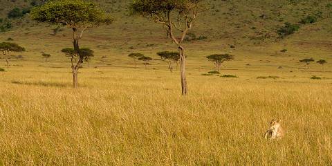 4-Day Tazama Masai Mara - Lake Nakuru Safari