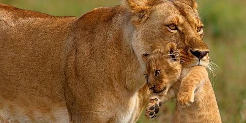 3-Day Lions Cradle Private Safari